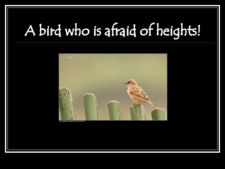 A bird who is afraid of heights! 