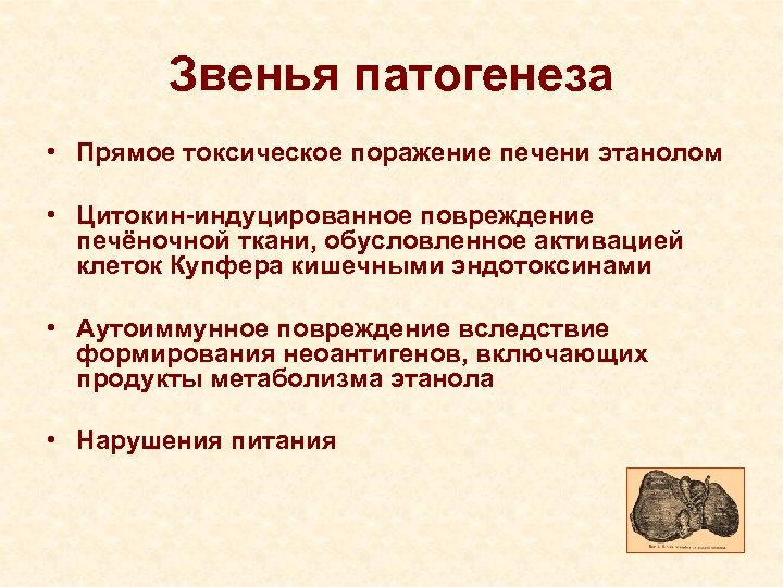 Звенья патогенеза • Прямое токсическое поражение печени этанолом • Цитокин-индуцированное повреждение печёночной ткани, обусловленное