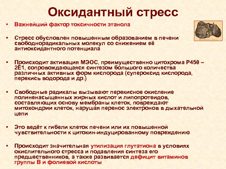 Оксидантный стресс • Важнейший фактор токсичности этанола • Стресс обусловлен повышенным образованием в печени