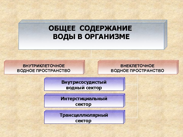 ОБЩЕЕ СОДЕРЖАНИЕ ВОДЫ В ОРГАНИЗМЕ ВНУТРИКЛЕТОЧНОЕ ВОДНОЕ ПРОСТРАНСТВО Внутрисосудистый водный сектор Интерстициальный сектор Трансцеллюлярный