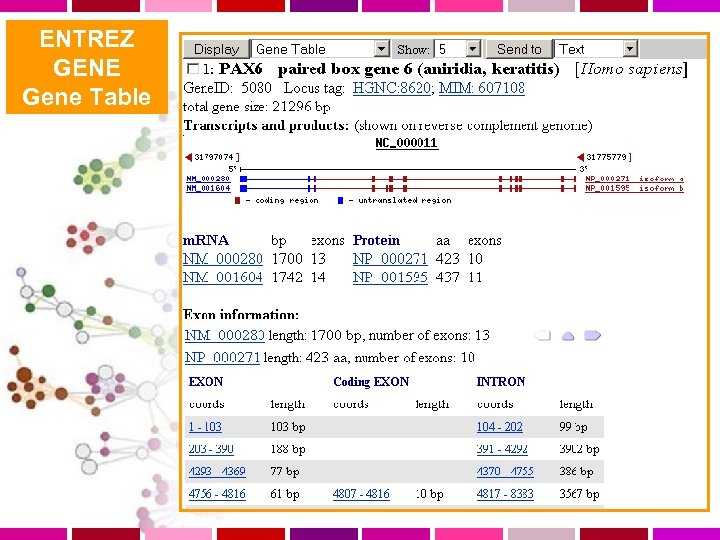 ENTREZ GENE Gene Table 