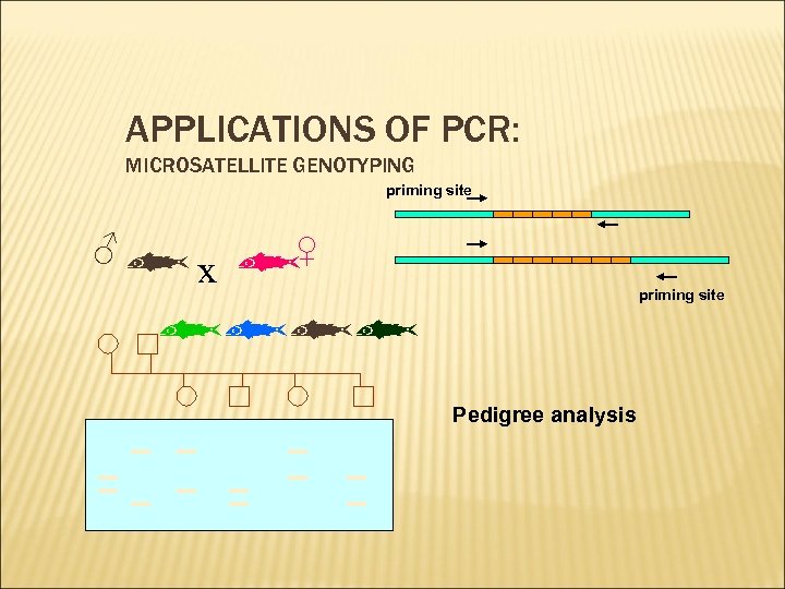 APPLICATIONS OF PCR: MICROSATELLITE GENOTYPING priming site x ♂ ♀ priming site Pedigree analysis