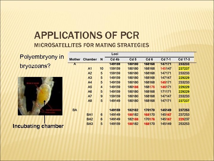 APPLICATIONS OF PCR MICROSATELLITES FOR MATING STRATEGIES Polyembryony in bryozoans? Incubating chamber 