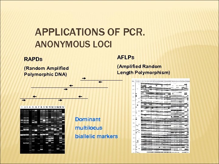 APPLICATIONS OF PCR. ANONYMOUS LOCI RAPDs AFLPs (Random Amplified Polymorphic DNA) (Amplified Random Length