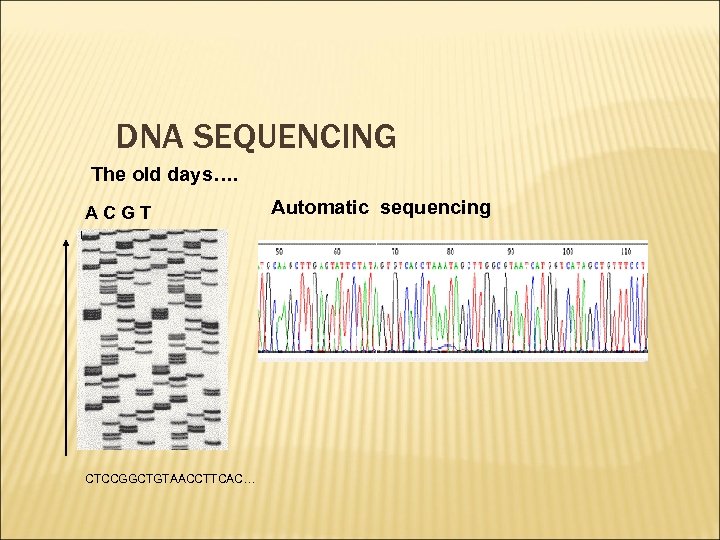 DNA SEQUENCING The old days…. ACGT CTCCGGCTGTAACCTTCAC… Automatic sequencing 