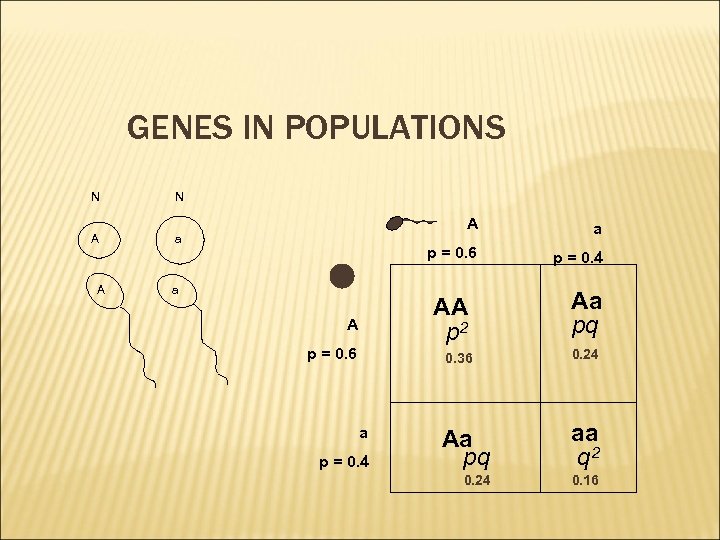 GENES IN POPULATIONS N N A a A A p = 0. 6 a