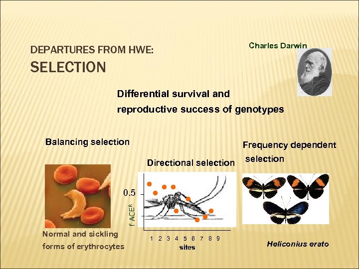 Charles Darwin DEPARTURES FROM HWE: SELECTION Differential survival and reproductive success of genotypes Balancing