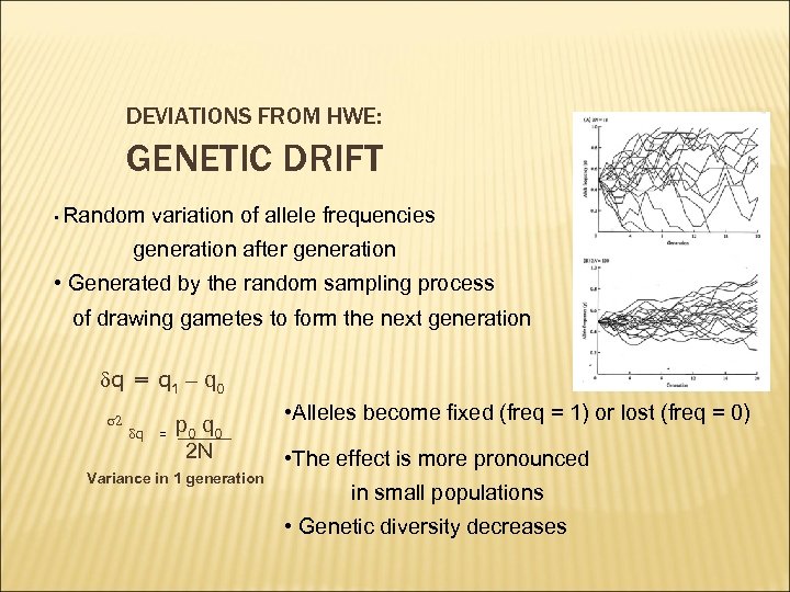 DEVIATIONS FROM HWE: GENETIC DRIFT • Random variation of allele frequencies generation after generation