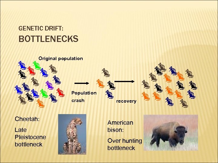 GENETIC DRIFT: BOTTLENECKS Original population Cheetah: Late Pleistocene bottleneck Population crash recovery American bison: