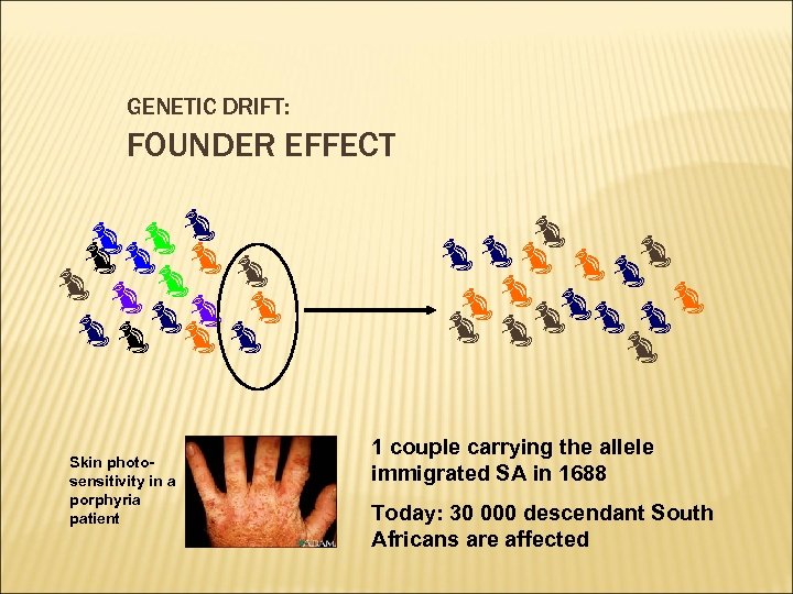 GENETIC DRIFT: FOUNDER EFFECT Skin photosensitivity in a porphyria patient 1 couple carrying the