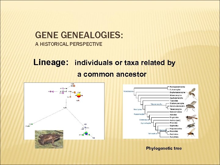 GENEALOGIES: A HISTORICAL PERSPECTIVE Lineage: individuals or taxa related by a common ancestor Phylogenetic