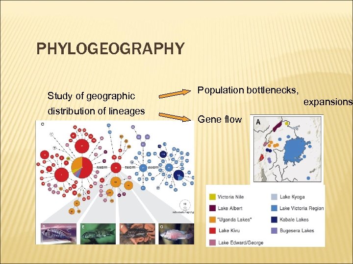 PHYLOGEOGRAPHY Study of geographic distribution of lineages Population bottlenecks, expansions Gene flow 