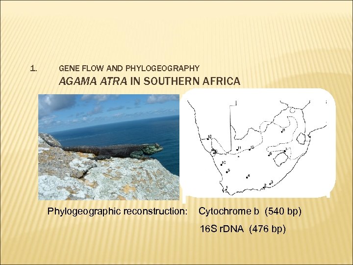 1. GENE FLOW AND PHYLOGEOGRAPHY AGAMA ATRA IN SOUTHERN AFRICA Phylogeographic reconstruction: Cytochrome b