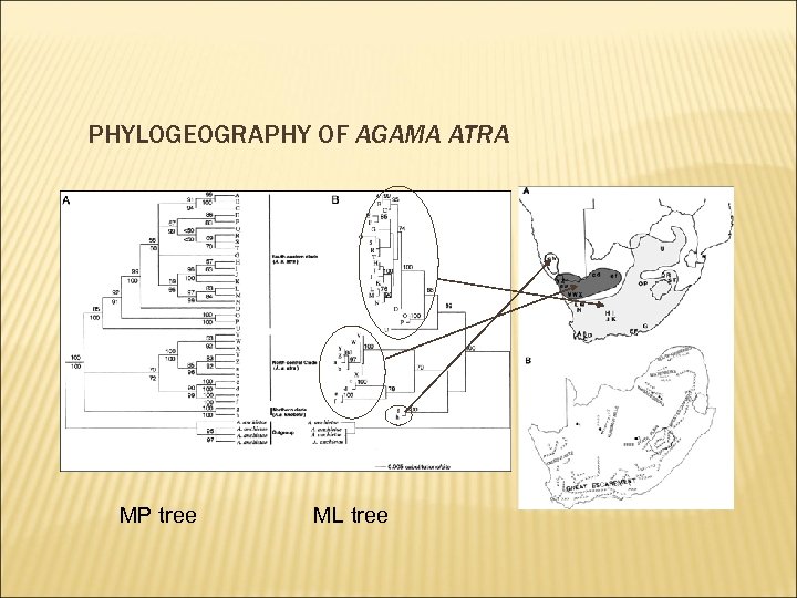 PHYLOGEOGRAPHY OF AGAMA ATRA MP tree ML tree 