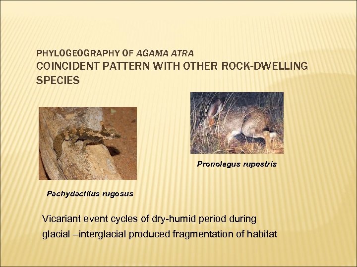 PHYLOGEOGRAPHY OF AGAMA ATRA COINCIDENT PATTERN WITH OTHER ROCK-DWELLING SPECIES Pronolagus rupestris Pachydactilus rugosus