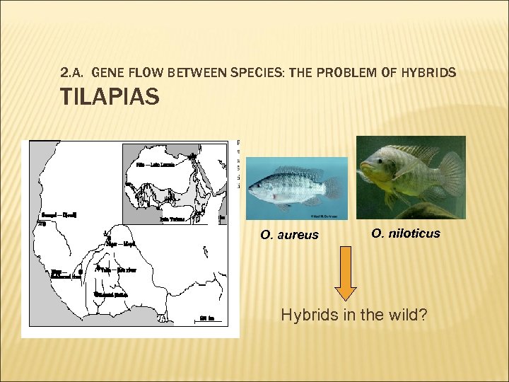 2. A. GENE FLOW BETWEEN SPECIES: THE PROBLEM OF HYBRIDS TILAPIAS O. aureus O.