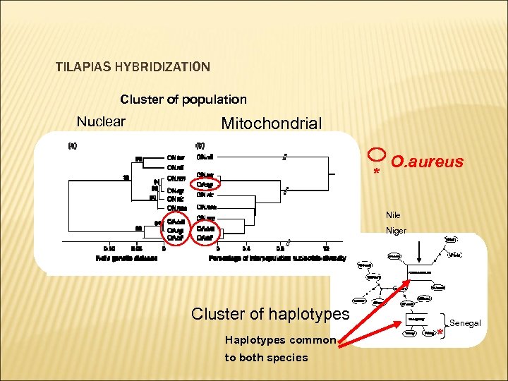 TILAPIAS HYBRIDIZATION Cluster of population Nuclear Mitochondrial * O. aureus Nile Niger Cluster of