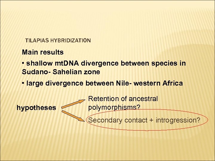 TILAPIAS HYBRIDIZATION Main results • shallow mt. DNA divergence between species in Sudano- Sahelian