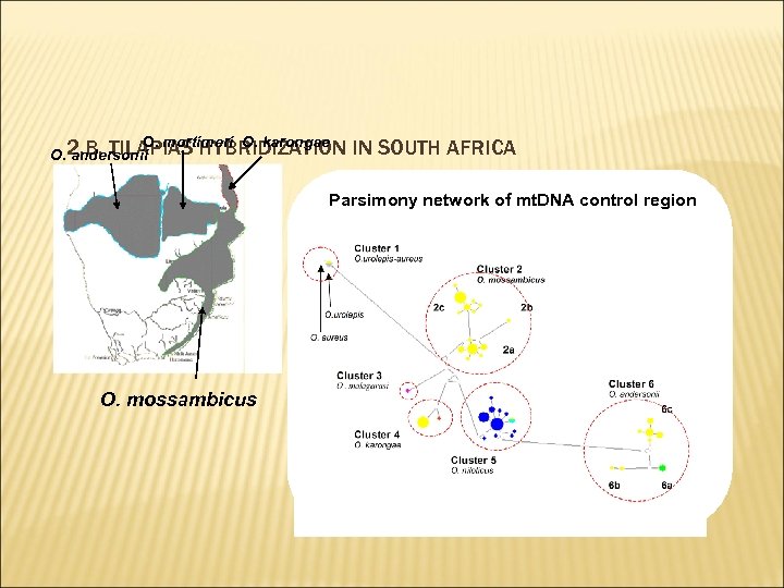 O. mortimeri O. karongae O. 2. B. TILAPIAS HYBRIDIZATION andersonii IN SOUTH AFRICA Parsimony