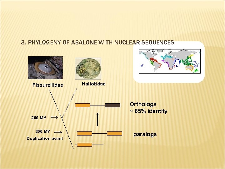 3. PHYLOGENY OF ABALONE WITH NUCLEAR SEQUENCES Fissurellidae Haliotidae Orthologs ~ 65% identity 260