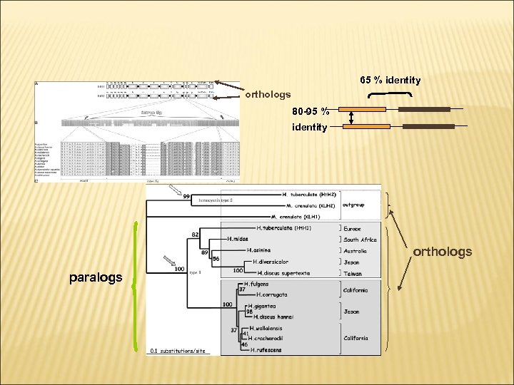 PHYLOGENY OF ABALONES 65 % identity orthologs 80 -95 % identity orthologs paralogs 