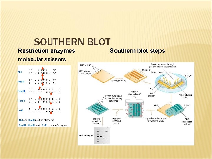 SOUTHERN BLOT Restriction enzymes molecular scissors Southern blot steps 