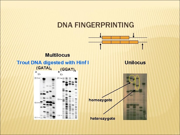 DNA FINGERPRINTING Multilocus Trout DNA digested with Hinf I (GATA)4 Unilocus (GGAT)4 homozygote heterozygote