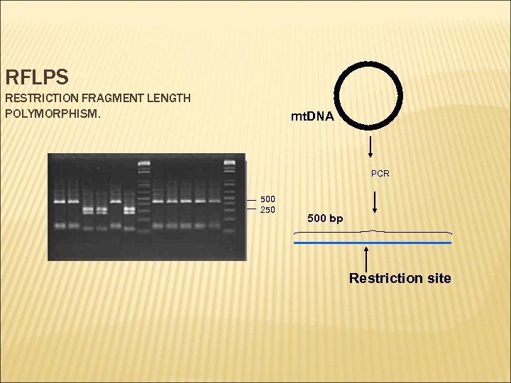 RFLPS RESTRICTION FRAGMENT LENGTH POLYMORPHISM. mt. DNA PCR 500 250 500 bp Restriction site