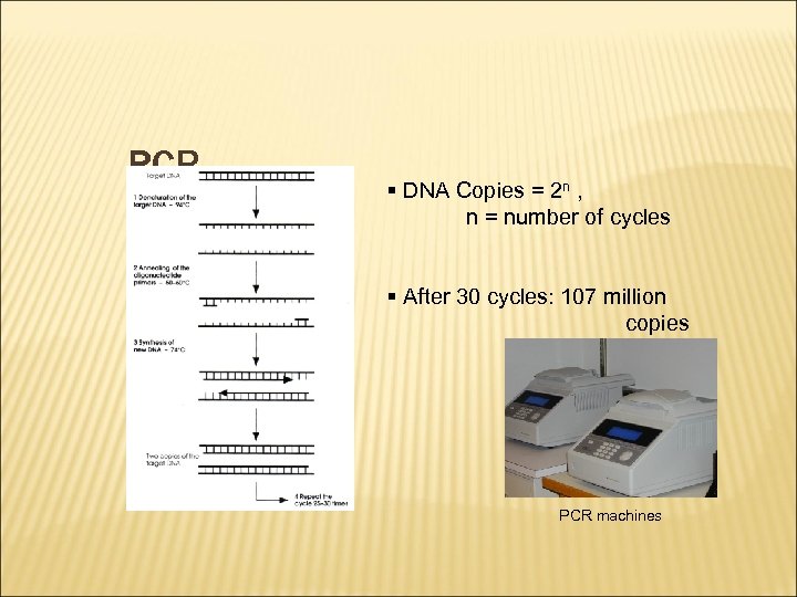 PCR § DNA Copies = 2 n , n = number of cycles §