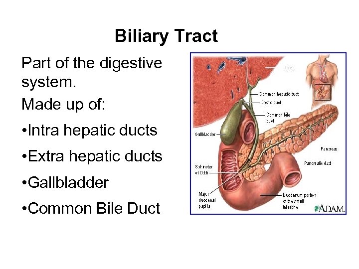 Biliary Tract Part of the digestive system. Made up of: • Intra hepatic ducts