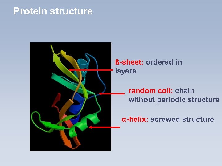 Protein structure ß-sheet: ordered in layers random coil: chain without periodic structure -helix: screwed