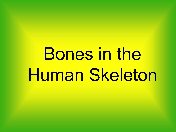 Bones in the Human Skeleton 