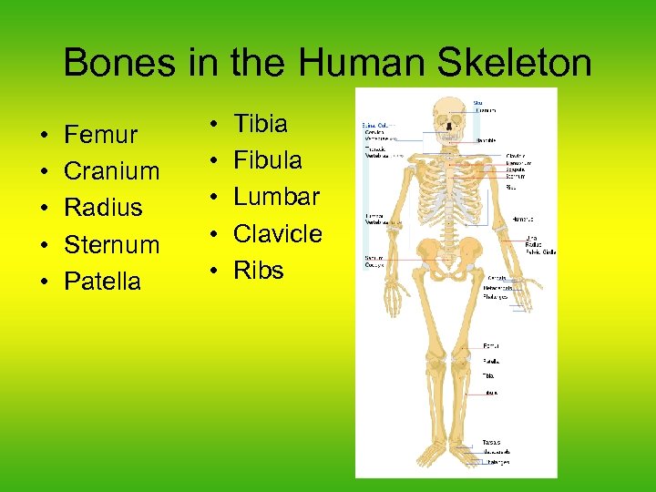 Bones in the Human Skeleton • • • Femur Cranium Radius Sternum Patella •