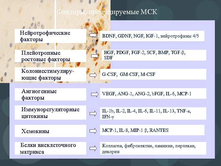 Факторы, продуцируемые МСК Нейротрофические факторы Плейотропные ростовые факторы BDNF, GDNF, NGF, IGF-1, нейротрофины 4/5