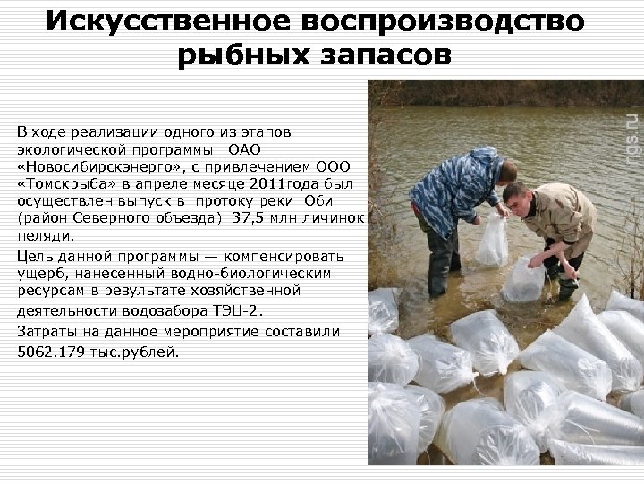 Искусственное воспроизводство рыбных запасов В ходе реализации одного из этапов экологической программы ОАО «Новосибирскэнерго»