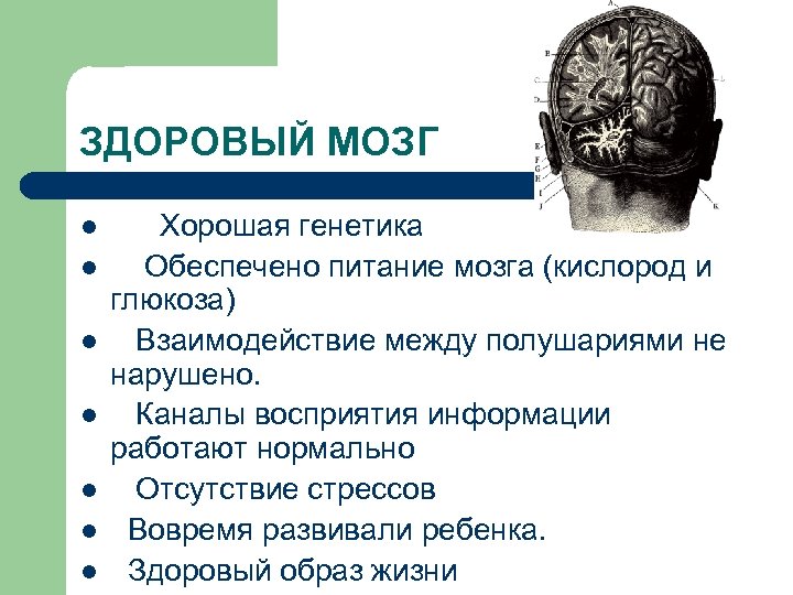 ЗДОРОВЫЙ МОЗГ l l l l Хорошая генетика Обеспечено питание мозга (кислород и глюкоза)