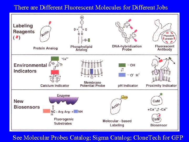 There are Different Fluorescent Molecules for Different Jobs See Molecular Probes Catalog; Sigma Catalog;