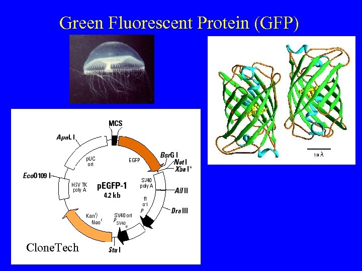 Green Fluorescent Protein (GFP) Clone. Tech 