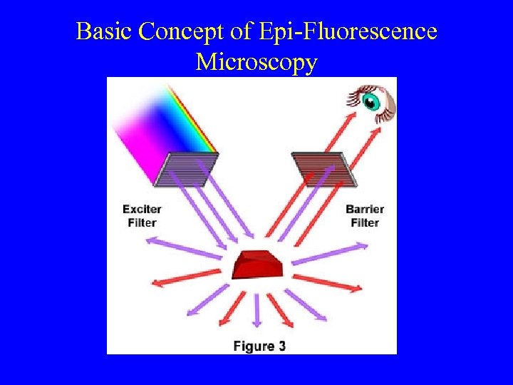 Basic Concept of Epi-Fluorescence Microscopy 