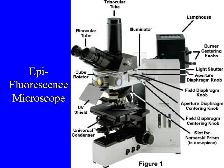 Epi. Fluorescence Microscope 