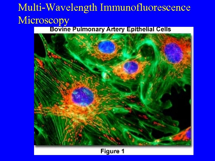 Multi-Wavelength Immunofluorescence Microscopy 