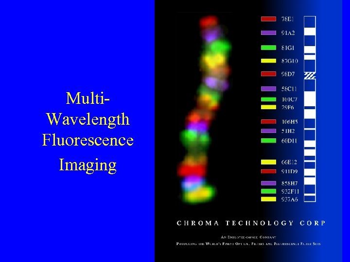 Multi. Wavelength Fluorescence Imaging 