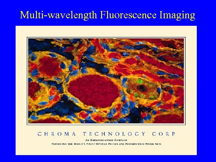 Multi-wavelength Fluorescence Imaging 