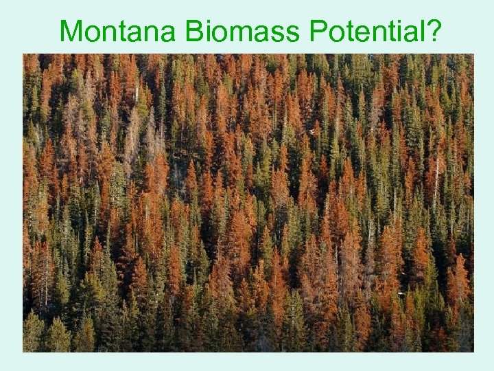 Montana Biomass Potential? 