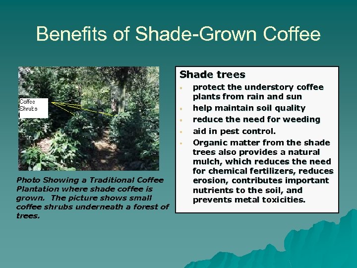 Benefits of Shade-Grown Coffee Shade trees • • • Photo Showing a Traditional Coffee