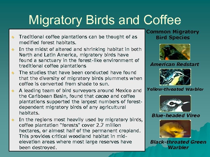 Migratory Birds and Coffee u u u Common Migratory Bird Species Traditional coffee plantations