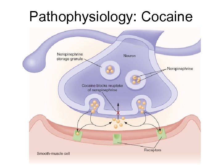 Pathophysiology: Cocaine 
