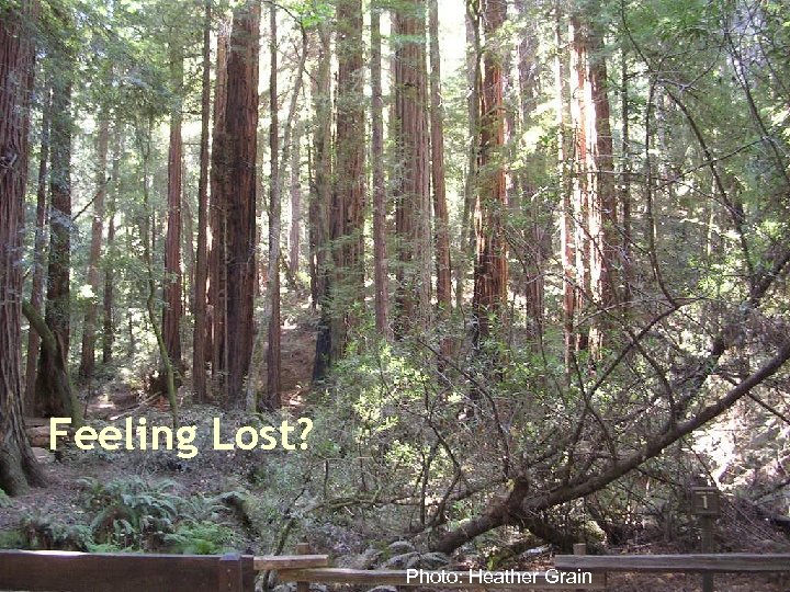 Feeling Lost? Photo: Heather Grain 