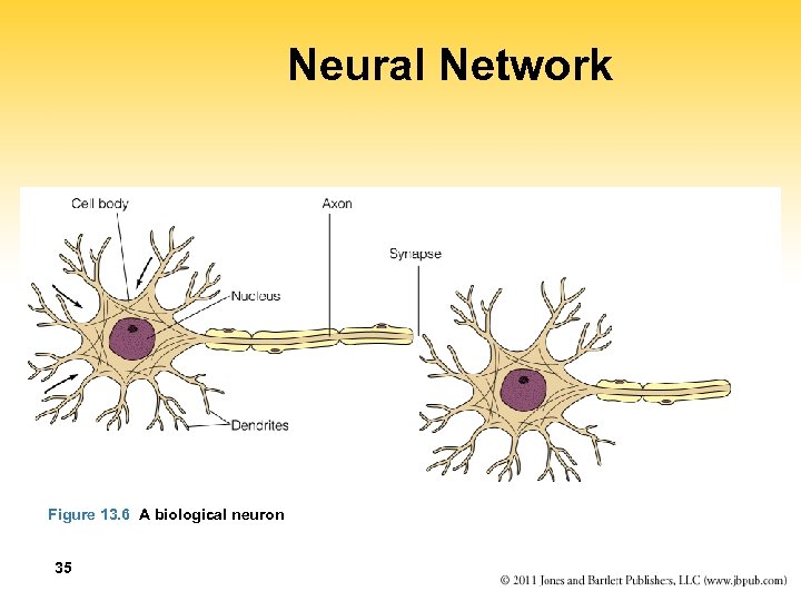 Neural Network Figure 13. 6 A biological neuron 35 