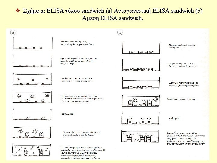 v Σχήμα α: ELISA τύπου sandwich (a) Ανταγωνιστική ELISA sandwich (b) Άμεση ELISA sandwich.